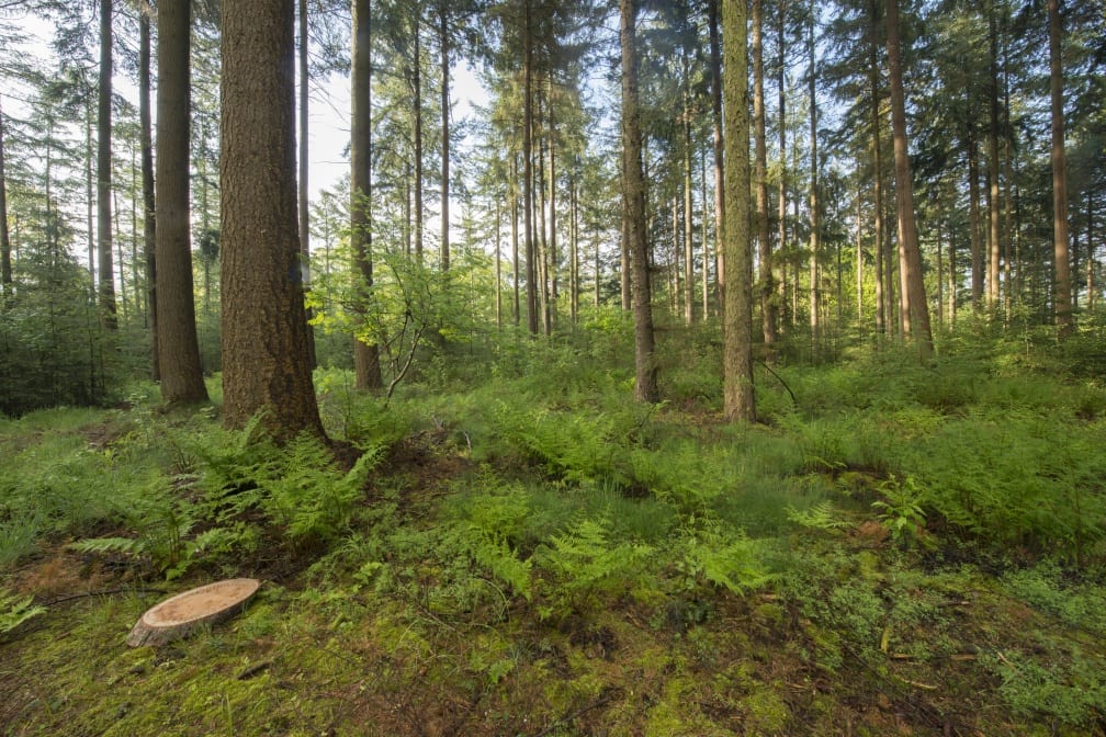 Natuurbegraven